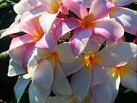 Plumerias