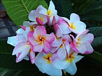 Plumerias