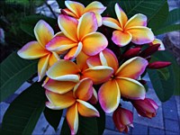 Plumerias