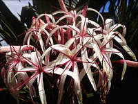 Flowers and Plants