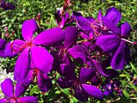 Flowers and Plants